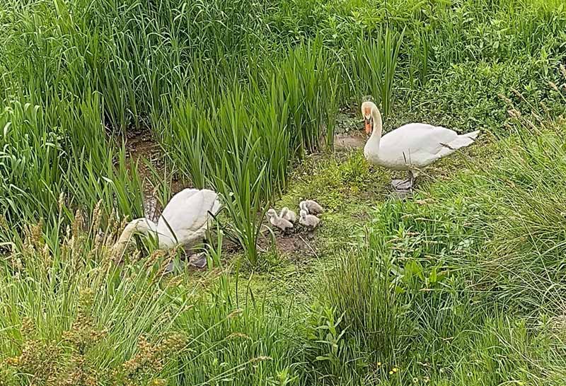 Swans and cygnets May 2022