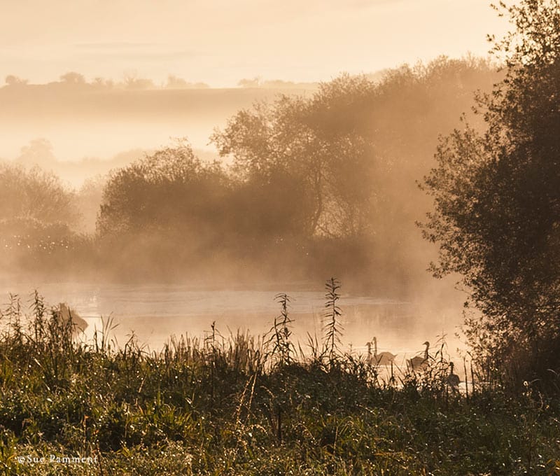 misty morning at the Fen