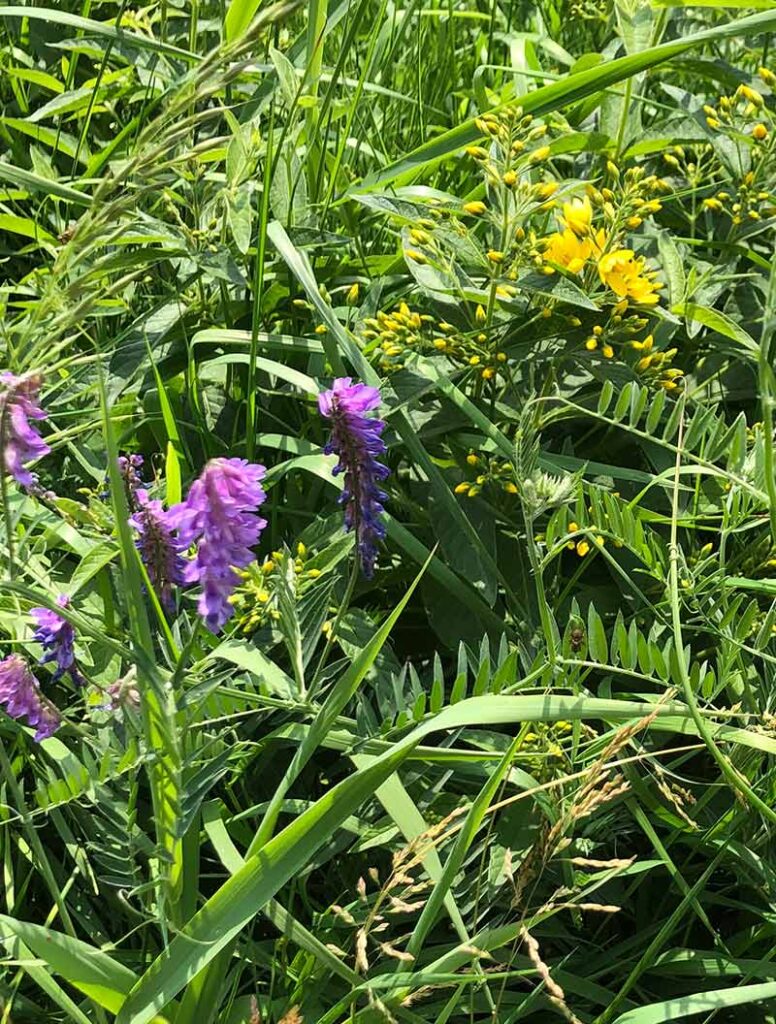 Purple Vetch and Yellow Loosestrife June 2023