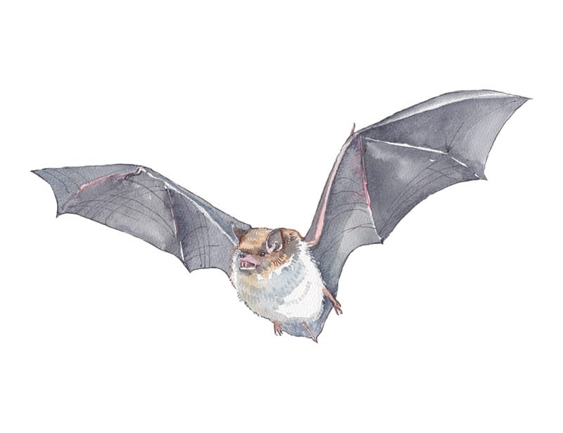 Daubenton’s Bat