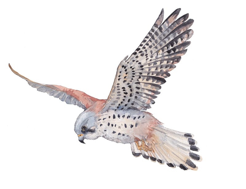 Kestrel