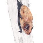 Leisler’s Bat