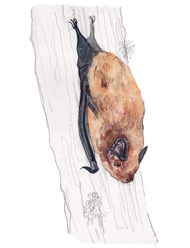 Leister's Bat