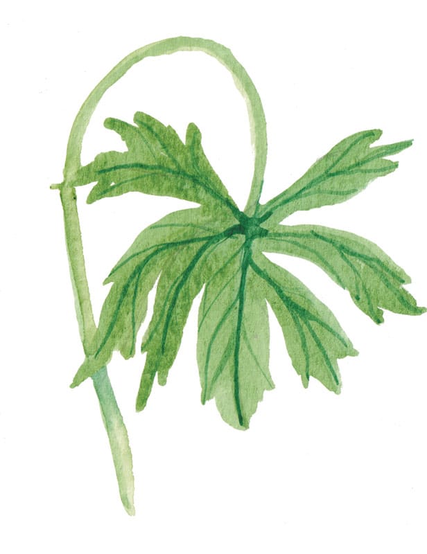 Meadow Buttercup Leaf