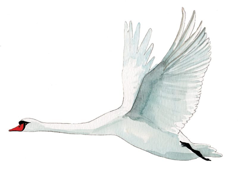 Mute Swan in flight