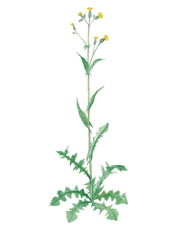 Smooth Sow Thistle