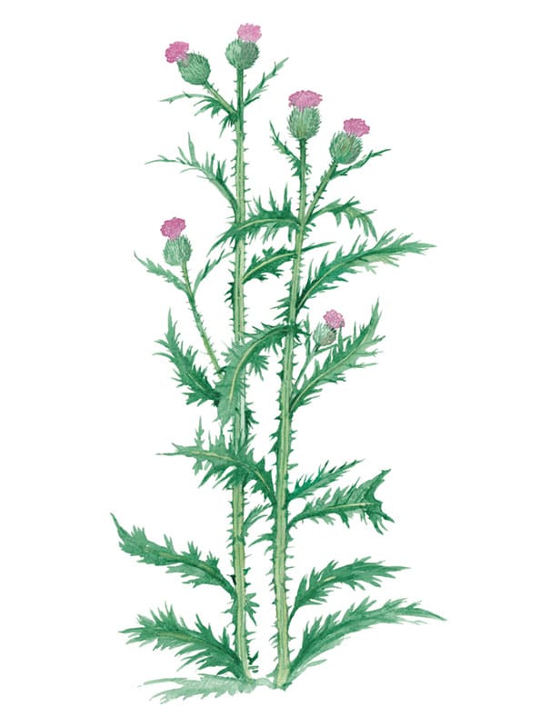 Spear Thistle