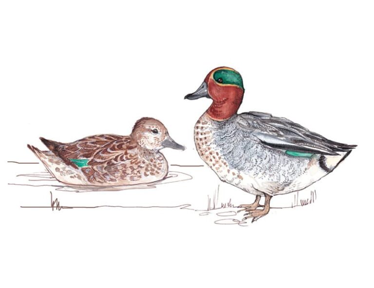 Teal Duck female and male