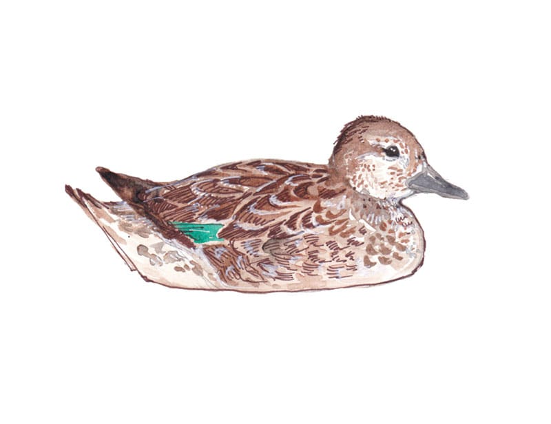 Teal female