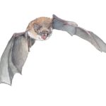 Whiskered Bat