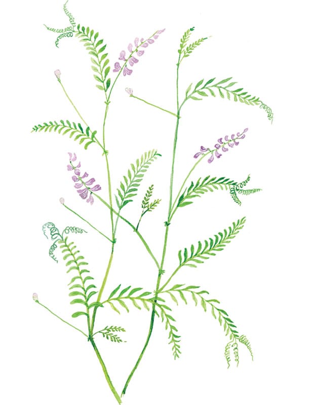 Wood Vetch