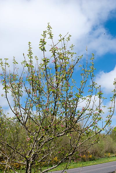 crab apple