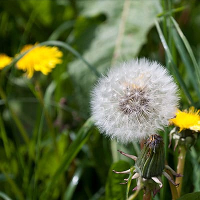 Dandelion